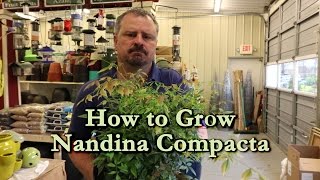 How to grow Nandina Compacta with a detailed description [upl. by Lairret]