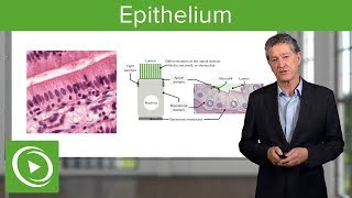 Epithelium – Histology  Lecturio [upl. by Rhonda]