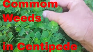 Common Weeds in a Centipede Lawn [upl. by Gokey575]