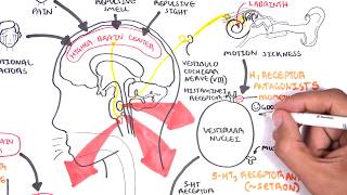 Pharmacology  Antiemetics [upl. by Bolme550]