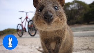 ULTIMATE Quokka Selfie Compilation  TRY NOT TO AWW [upl. by Odnalra]