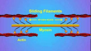 5 Details of ActinMyosin Crosslinking [upl. by Swigart]