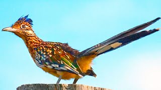 Roadrunner Bird Amazing Facts [upl. by Omik]