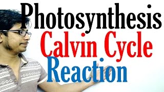 Calvin cycle photosynthesis [upl. by Acinod]