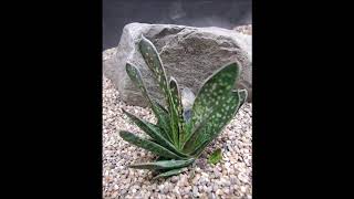 Gasteria carinata [upl. by Delmore1]