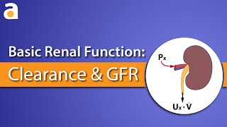 Basic Renal Function Clearance and GFR [upl. by Auqinal]